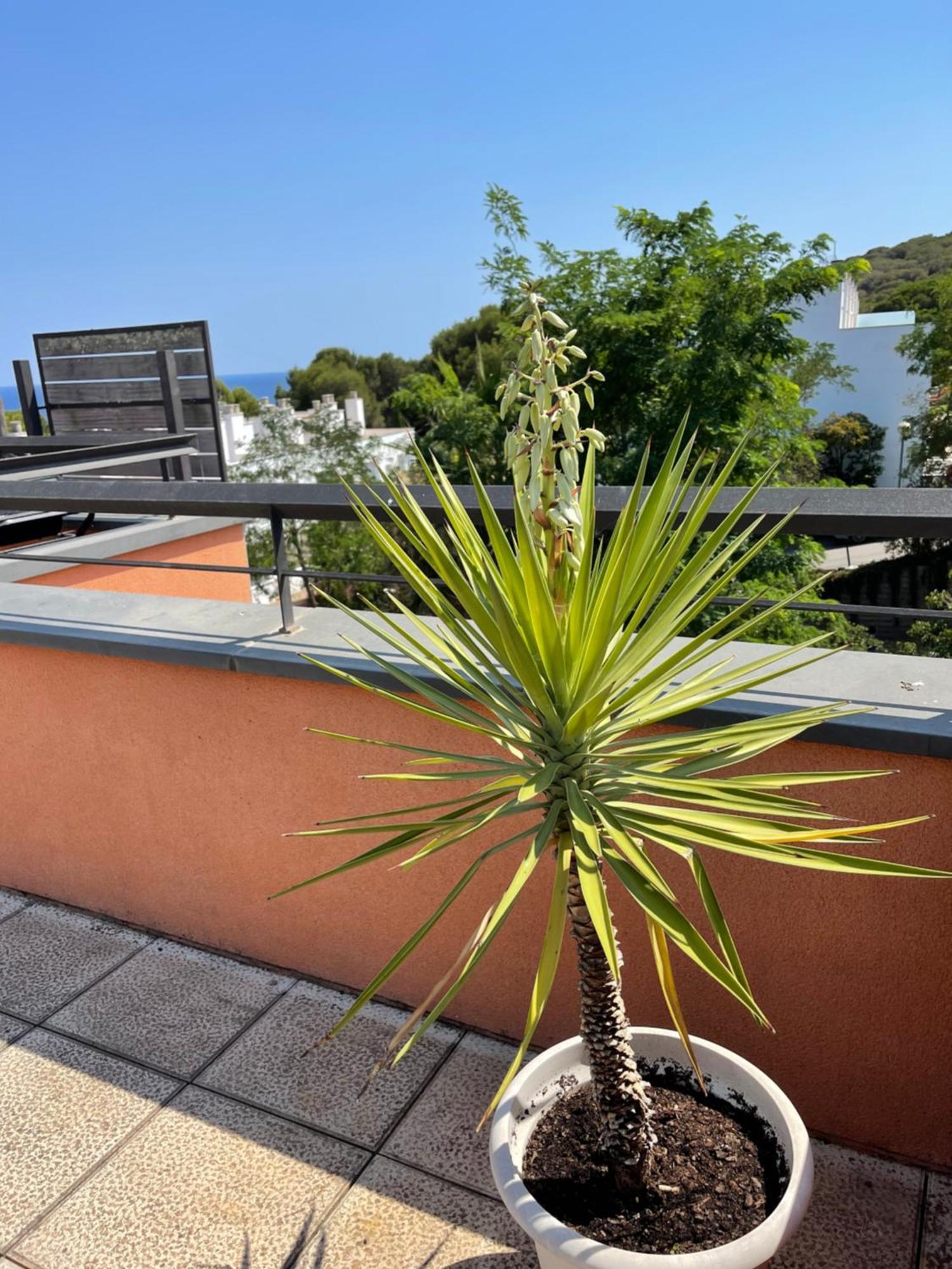 Sunny Apartment Sa Boadella Big Solarium Sea View Lloret de Mar Exterior photo